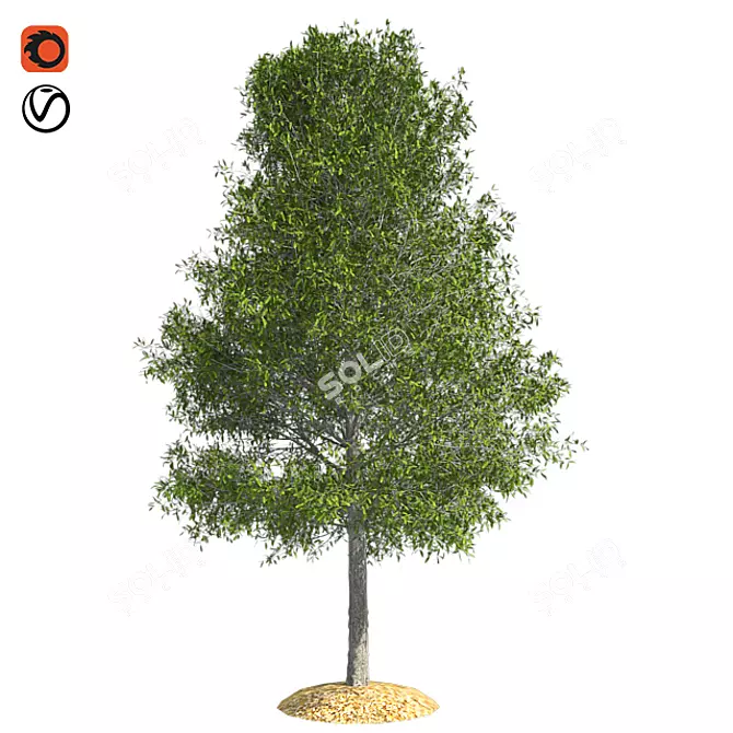 Shingle Oak Tree: High-Quality, Realistic Design. 3D model image 1