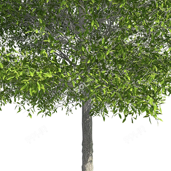 Shingle Oak Tree: High-Quality, Realistic Design. 3D model image 4