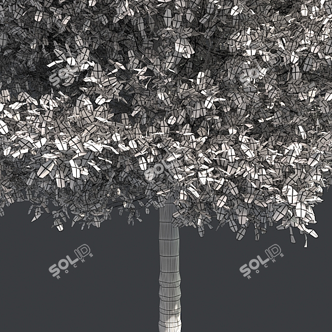 Shingle Oak Tree: High-Quality, Realistic Design. 3D model image 5