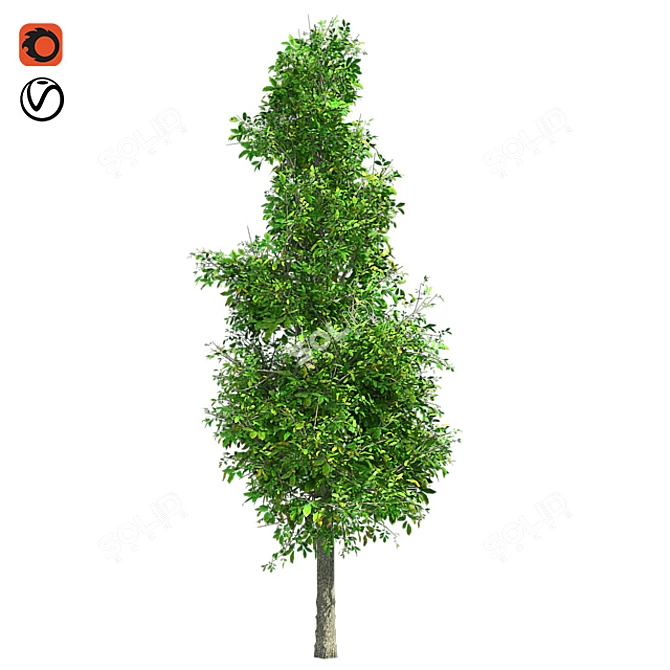 Sourwood Tree: High-Quality 3D Model 3D model image 1