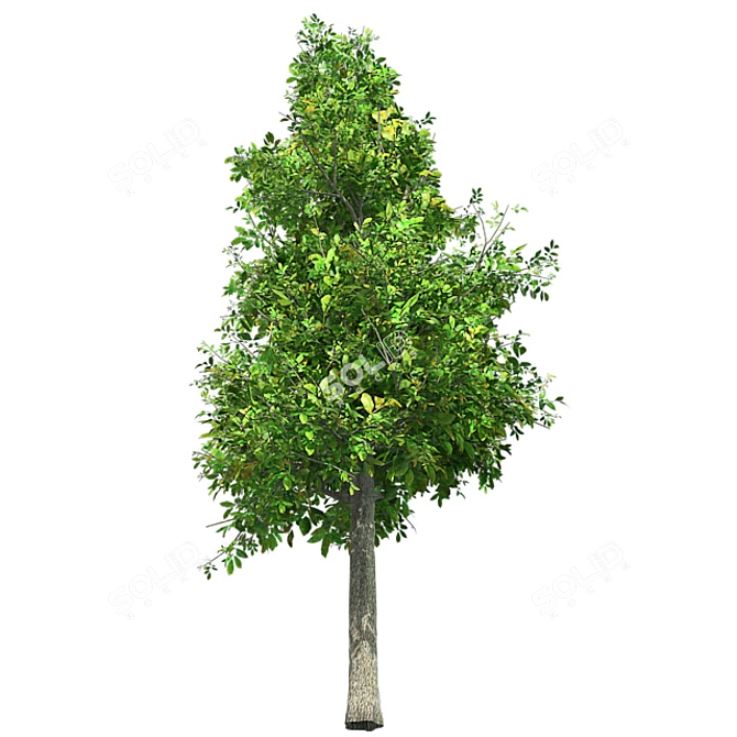 Sourwood Tree: High-Quality 3D Model 3D model image 2