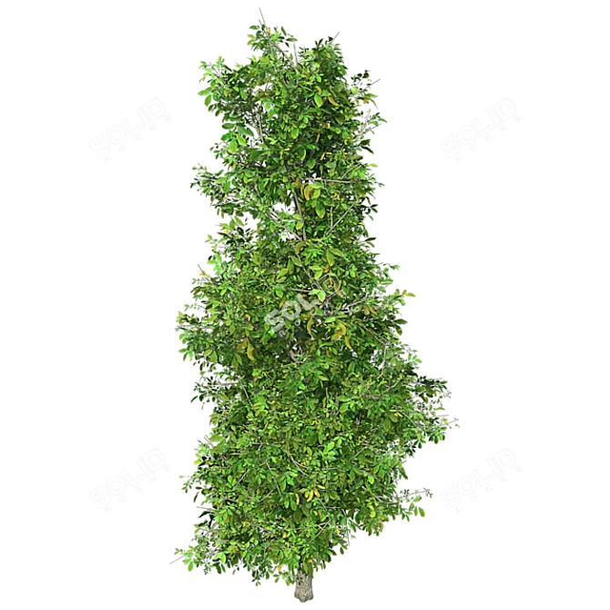 Sourwood Tree: High-Quality 3D Model 3D model image 3