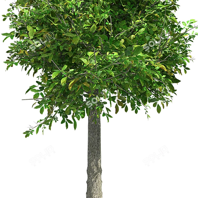 Sourwood Tree: High-Quality 3D Model 3D model image 4