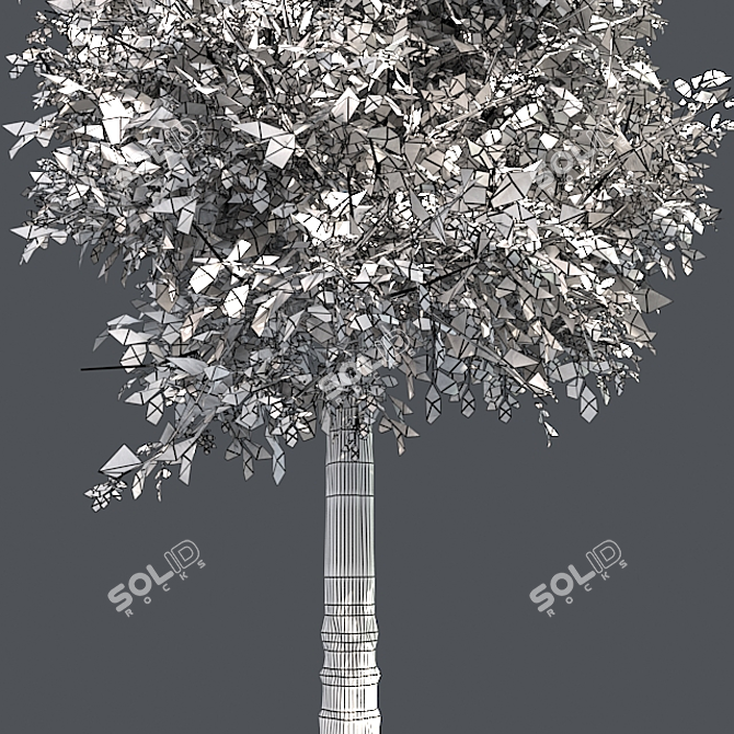 Sourwood Tree: High-Quality 3D Model 3D model image 5