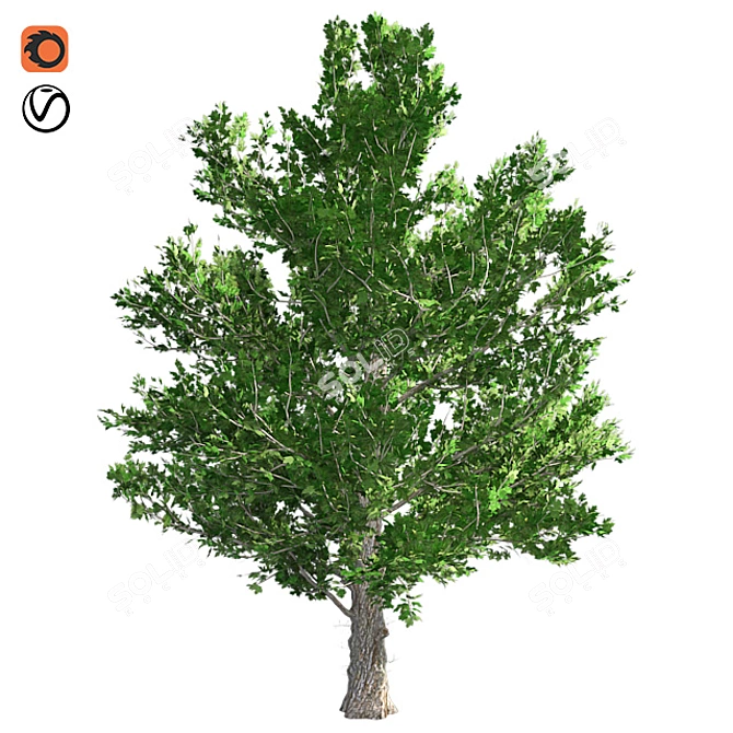 Optimized Maple Tree: Real-Wo 3D model image 1