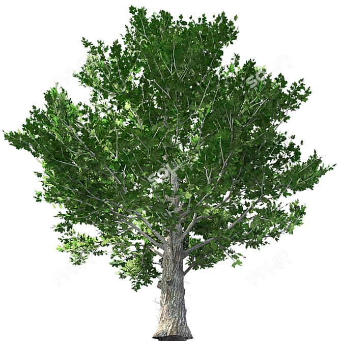 Optimized Maple Tree: Real-Wo 3D model image 2