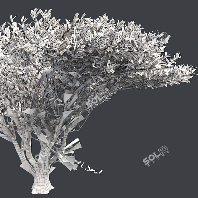 Optimized Quad Umbrella Thorn Tree 3D model image 5