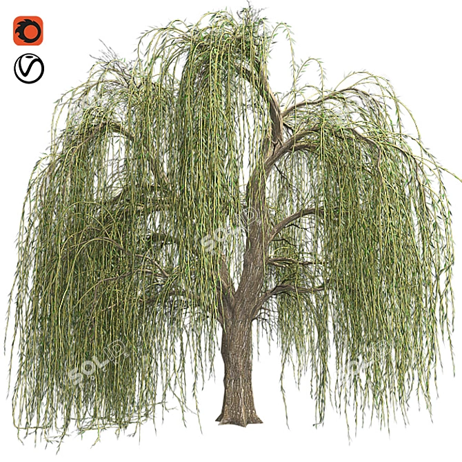 Graceful Weeping Willow Tree 3D model image 1