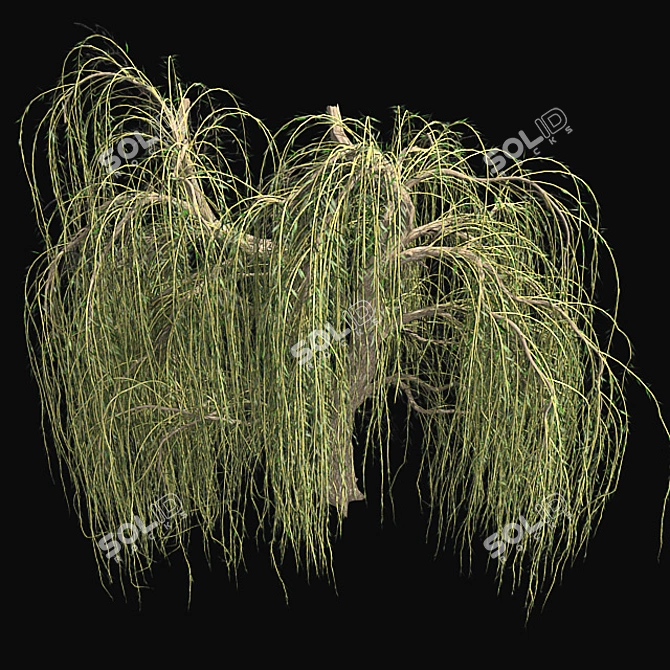 Graceful Weeping Willow Tree 3D model image 2