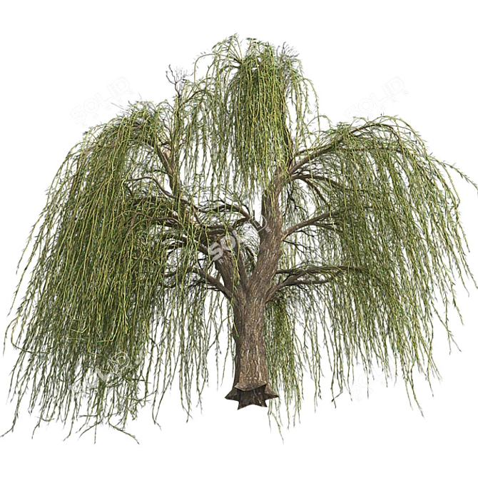 Graceful Weeping Willow Tree 3D model image 3