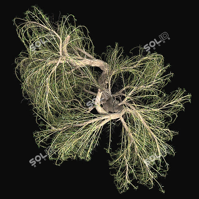 Graceful Weeping Willow Tree 3D model image 4