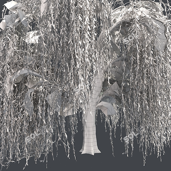 Graceful Weeping Willow Tree 3D model image 5