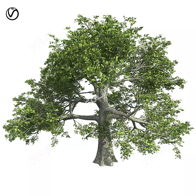 Premium White Oak Tree: Realistic 3D Model 3D model image 1