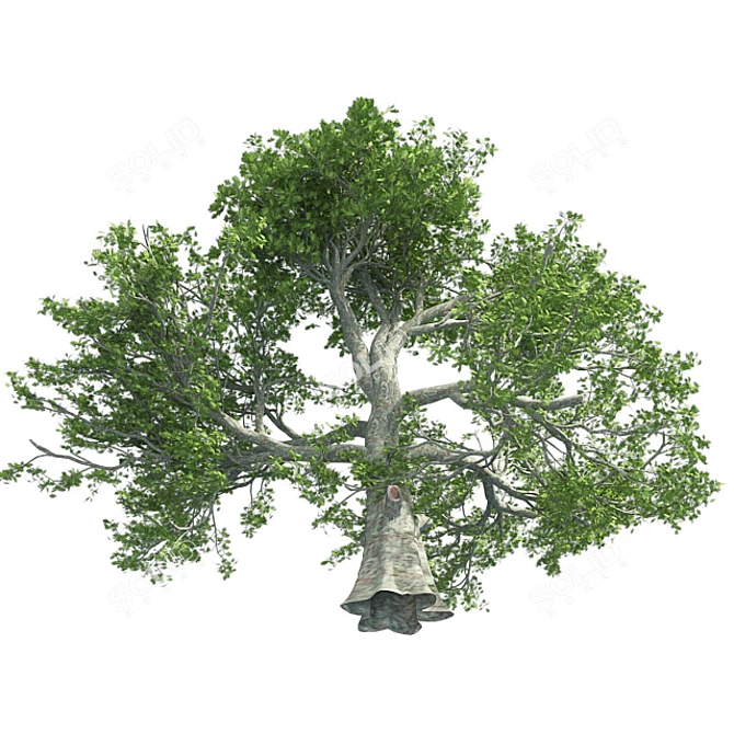 Premium White Oak Tree: Realistic 3D Model 3D model image 2