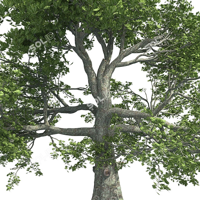 Premium White Oak Tree: Realistic 3D Model 3D model image 4