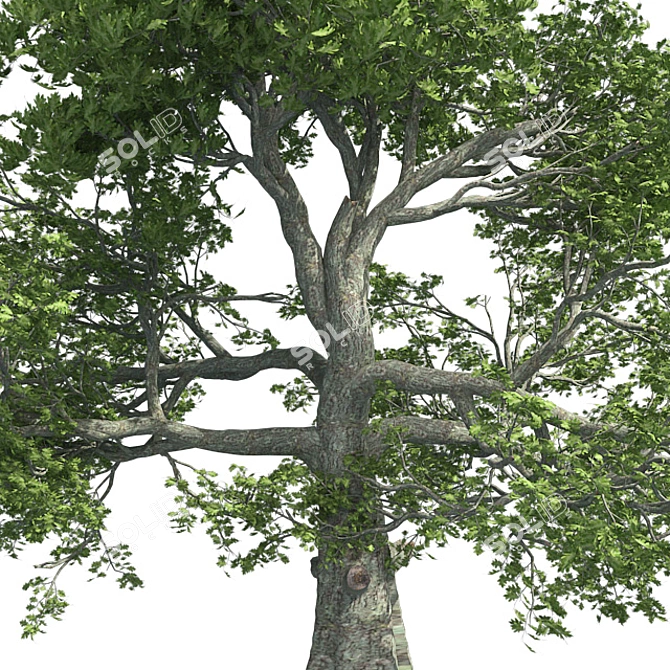 Premium White Oak Tree Corona 3D model image 4