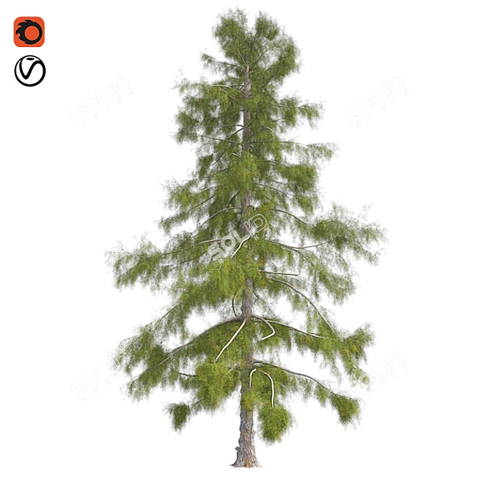 Premium Alaska Cedar Tree: Optimized, Real-World Scale 3D model image 1