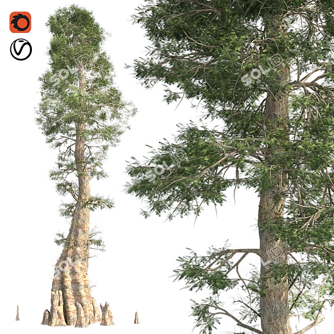 Optimized Quad Textured Bald Cypress Tree 3D model image 1