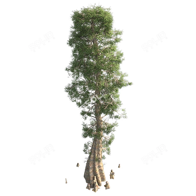 Optimized Quad Textured Bald Cypress Tree 3D model image 2