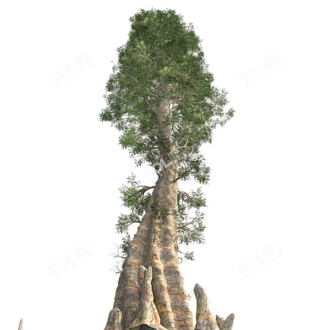 Optimized Quad Textured Bald Cypress Tree 3D model image 3