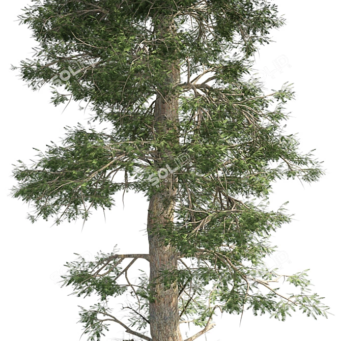 Optimized Quad Textured Bald Cypress Tree 3D model image 4