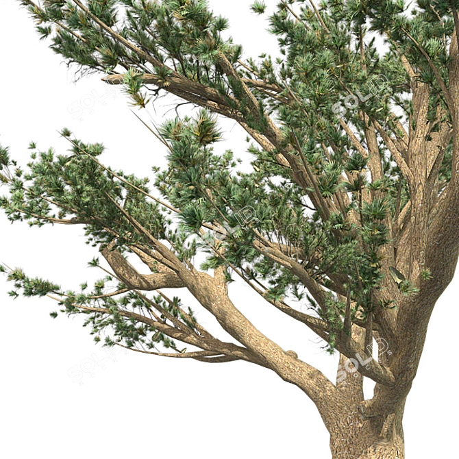 Lebanon Cedar: Realistic 3D Tree 3D model image 4