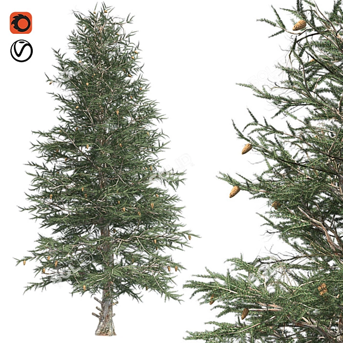 Optimized Blue Spruce Tree 3D model image 1