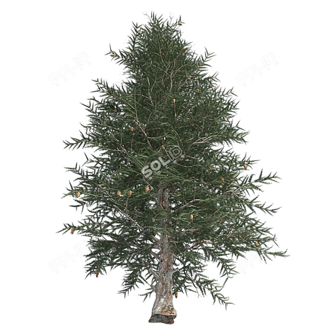 Optimized Blue Spruce Tree 3D model image 2