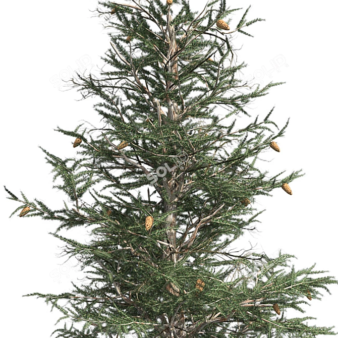 Optimized Blue Spruce Tree 3D model image 4