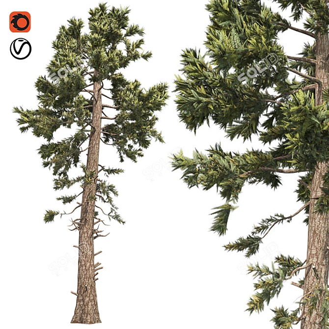 Optimized Douglas Fir Tree 3D model image 1