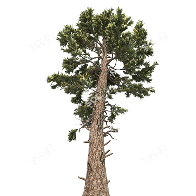 Optimized Douglas Fir Tree 3D model image 2