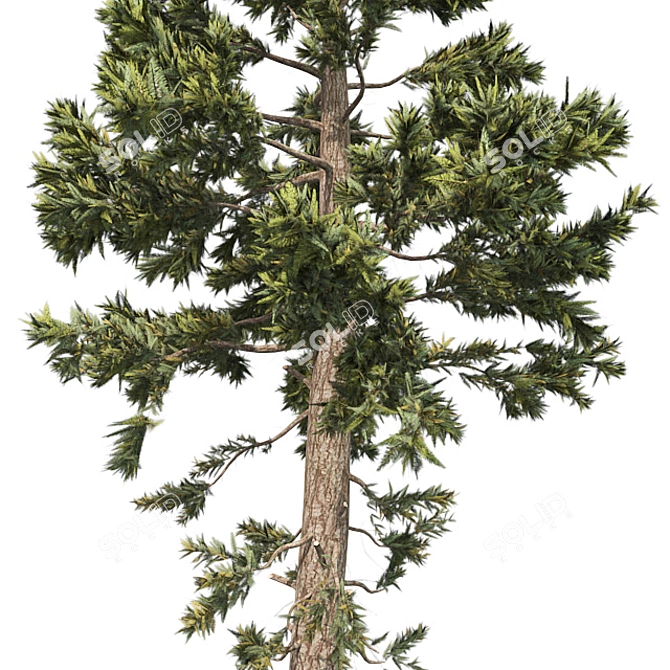 Optimized Douglas Fir Tree 3D model image 4