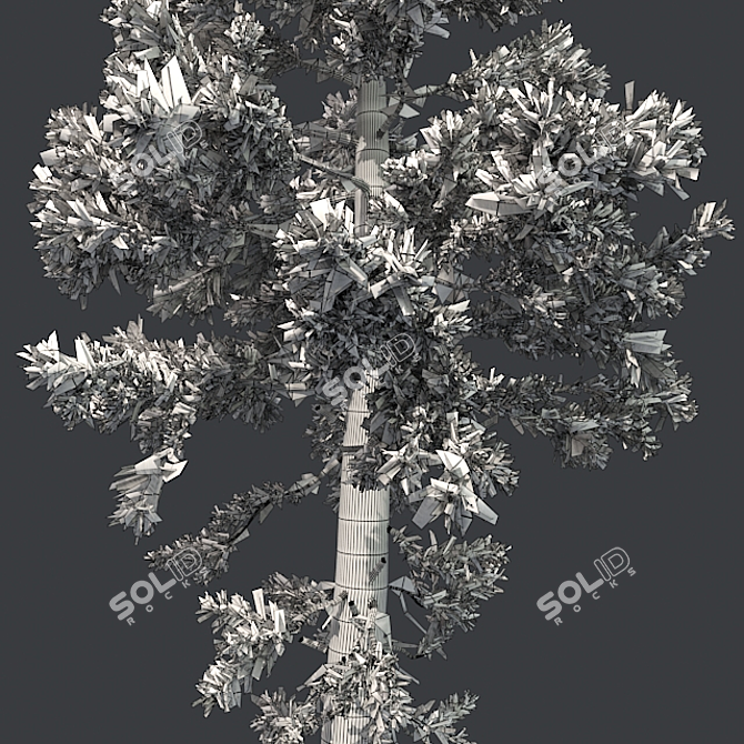Optimized Douglas Fir Tree 3D model image 5