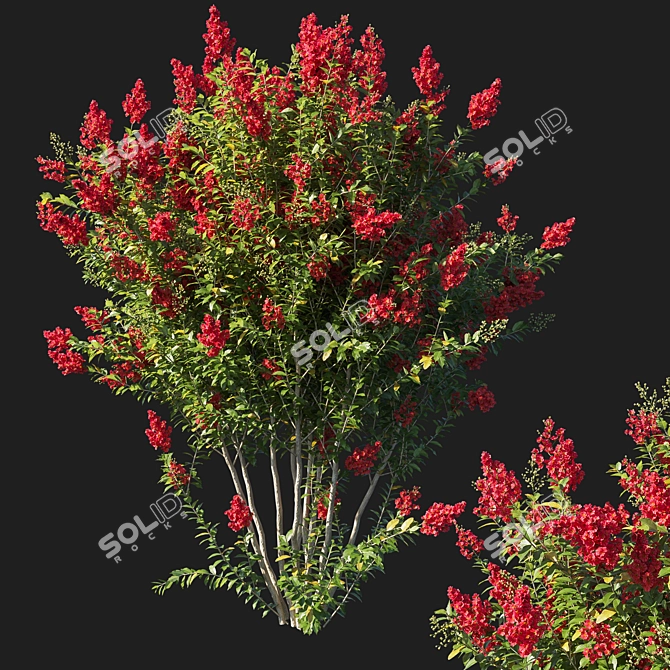 Red Flowered Myrtle Bush 3D model image 1