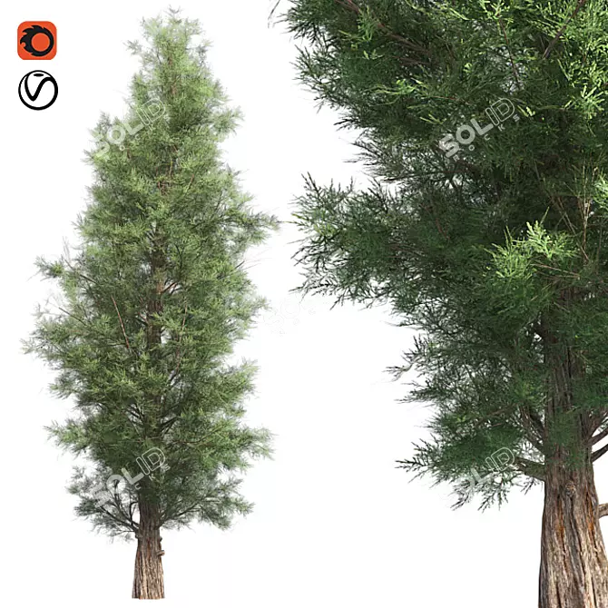 Premium Eastern Red Cedar Tree 3D model image 1