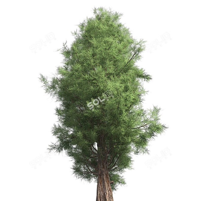 Premium Eastern Red Cedar Tree 3D model image 2