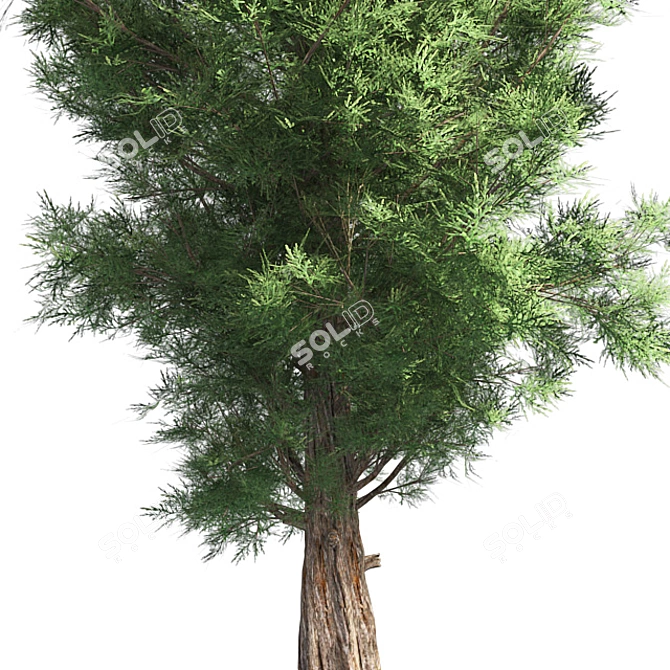 Premium Eastern Red Cedar Tree 3D model image 4