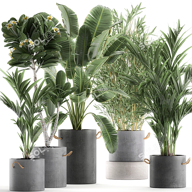 Exotic Indoor Plant Collection 3D model image 1