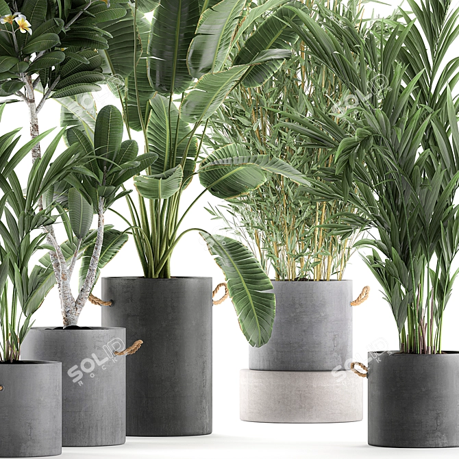 Exotic Indoor Plant Collection 3D model image 2