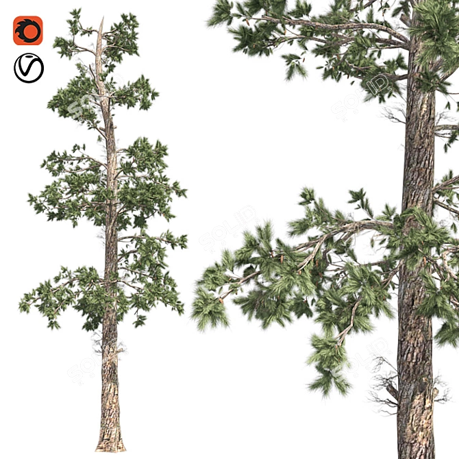 Evergreen White Pine Tree - Realistic 3D Model with Cones 3D model image 1