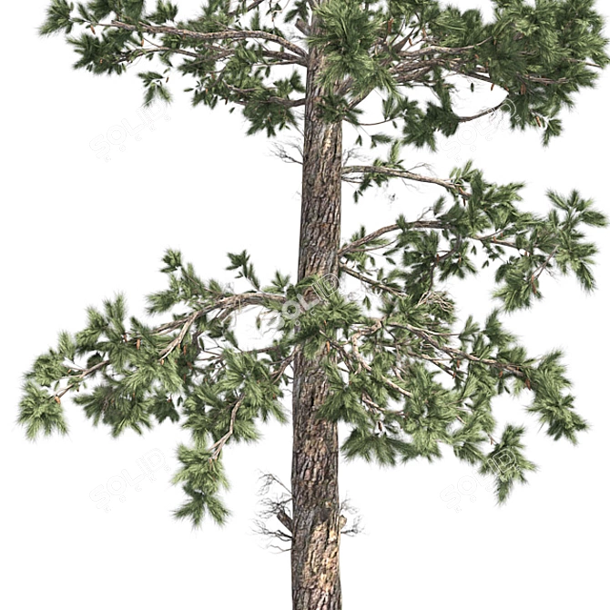 Evergreen White Pine Tree - Realistic 3D Model with Cones 3D model image 4