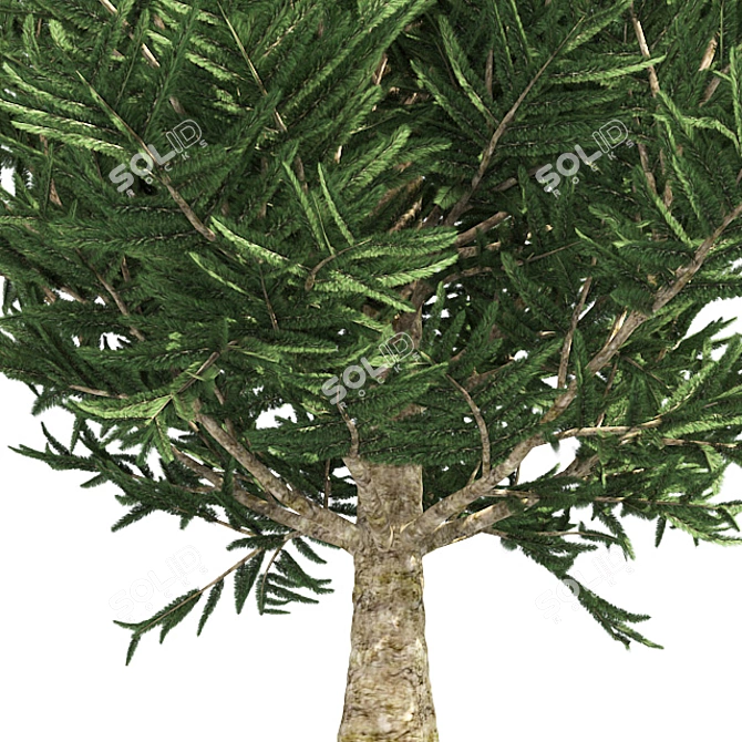 Optimized Fraser Fir Tree: Realistic 4K Textures 3D model image 4