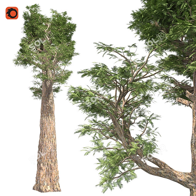 Giant Redwood Corona: 4K Optimized 3D model image 1