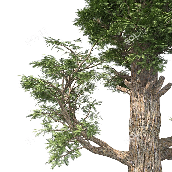 Giant Redwood Corona: 4K Optimized 3D model image 4