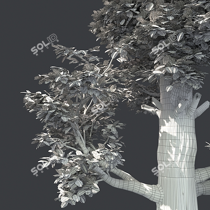 Giant Redwood Corona: 4K Optimized 3D model image 5