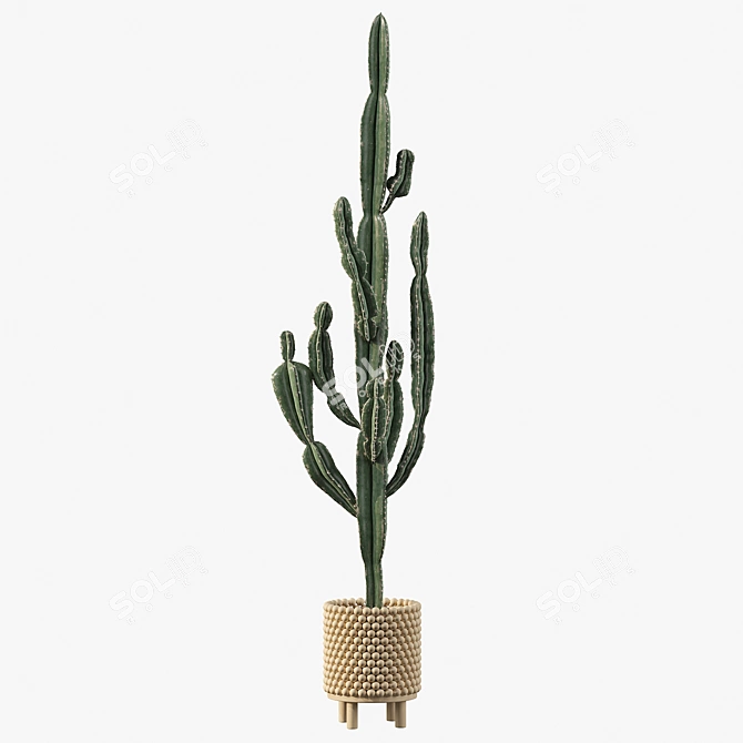 Euphorbia Candelabrum: Indoor Cactus 3D model image 2