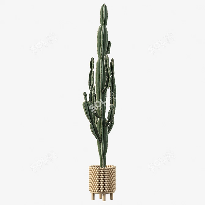 Euphorbia Candelabrum: Indoor Cactus 3D model image 3