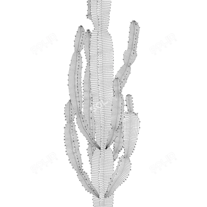 Euphorbia Candelabrum: Indoor Cactus 3D model image 4