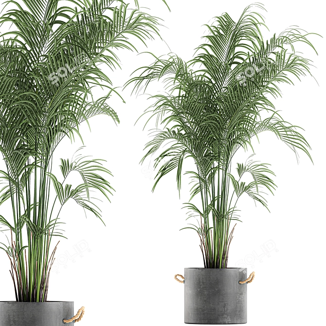 Tropical Palm Collection in Concrete Pots 3D model image 1