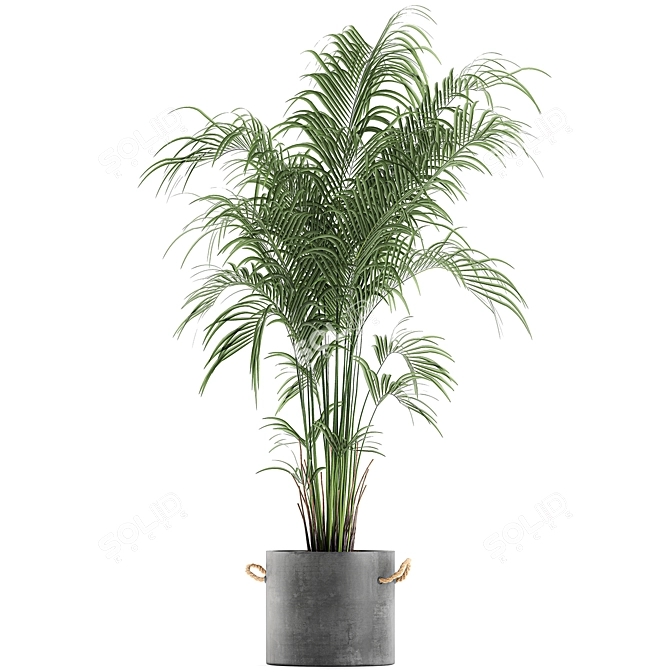 Tropical Palm Collection in Concrete Pots 3D model image 2